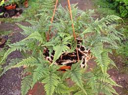Davallia mariesii семейство даваллиевые (davalliaceae). Sub Category Davallia Mariesii