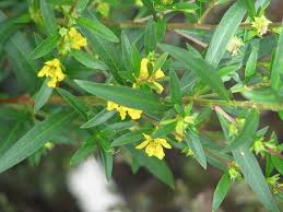 Image result for Heimia salicifolia