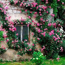 Saturday, may 1, 7:26am question, comment, feedback, or correction? Rosier Grimpant Sur Un Mur Climbing Flowers Beautiful Flowers Pretty Flowers