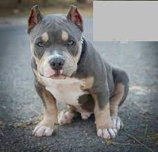 pin on pit bull s