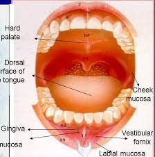 Oral Mucosa Anatomy Anatomy Drawing Diagram