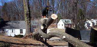 Check spelling or type a new query. Best San Diego Tree Service Top Verified Tree Care Companies In San Diego Ca