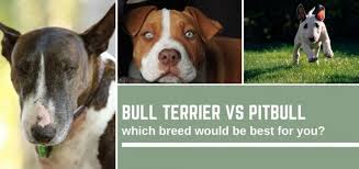 In the 18th/19thcentury both of these breeds came from a it was done this way due to the prestigious name of the akc, and they did not want the controversy of having a known fighting dog affiliated with them. Bull Terrier Vs Pitbull Which Breed Is For You Bull Terrier Hq