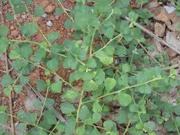 Image result for Tephrosia tanganicensis