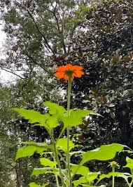 Image result for Tithonia