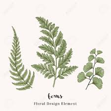 Maybe you would like to learn more about one of these? Set De Fougeres Les Plantes Avec Des Feuilles Isolees Sur Fond Blanc Clip Art Libres De Droits Vecteurs Et Illustration Image 63418926