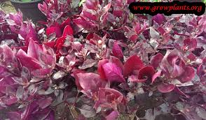 Alternanthera Dentata How To Grow Care