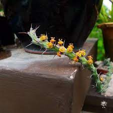 e similiramea euphorbia euphorbiasimiliramea succulents thorn caterpillar 毛蟲 多肉植物 大戟科 巫師麒麟 euphorbia plants