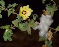 Image result for Gossypium