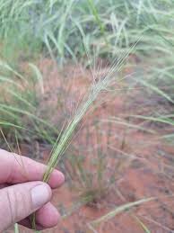 Image result for Aristida stipitata