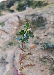 Image result for Ajuga integrifolia