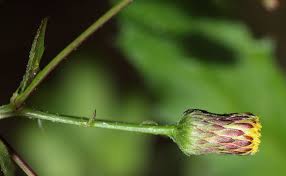 Image result for Blumea adamsii