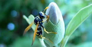 Locations closest to you miles. How To Get Rid Of Cicada Killer Wasps Safe Effective Methods