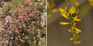 Image result for Wajira grahamiana