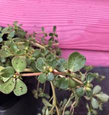 Purslane, scientific name portulaca oleracea, is an annual, edible succulent plant. What Is Purslane And Where To Find It