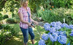 There is no specific rule per se for watering hydrangeas you just want to make sure when your plants require more water the leaves will start to wilt, however ideal you want to water it before this point as the leaves can be damaged if. Hydrangea Care 5 Tips For The Perfect Blossom Mygarden Com