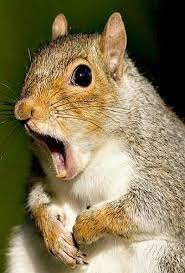 22 Squirrels That Are So Animated You Would Think They Were Human Animals Cute Animals Cute Squirrel