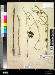 Image result for Ampelocissus obtusata