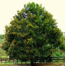 In brazil is commonly known as guanandi,. 20 Plantes Kikuyu Ideas Plants Fruit Plants Papaya Tree