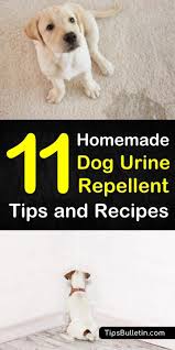 Keeping Dogs Away 11 Homemade Dog Urine Repellent Tips And Recipes Dog Urine Dog Repellent Spray Dog Pee Smell