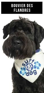 They are typically calm and will carry out their task with pleasure. Bouvier Des Flandres The Bushy Haired Cattle Herding Dog