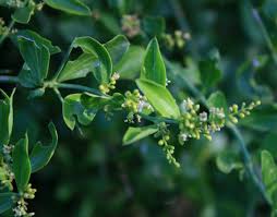 Image result for Azima