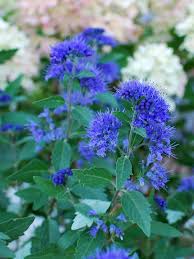 Image result for Caryopteris odorata