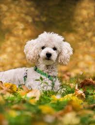 Maybe you would like to learn more about one of these? How Much Miniature Poodle Puppies Cost Prices Of 703 Miniature Poodle Puppies Reviewed Pet Calculator
