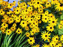 Any of the flowers which we see that look black. Black Eyed Susans Yellow Flowers Photograph By M Sylvia Chaume