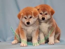 Japon Akita Inu Yavru Fiyatlari 05412625853
