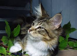 It is the reason they have so many loyal fans. Maine Coon Personality Traits Maine Coon Guide
