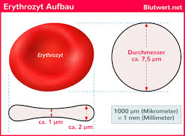 Ein blutbild sieht für viele patienten kryptisch und verwirrend aus. Mch Wert Zu Hoch