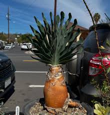 Image result for Boophone