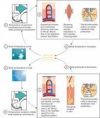 Image result for Temperature Regulation