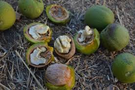 Per preparare il nocino, prima di tutto bisognerà selezionare le noci e lavarle bene sotto acqua la conservazione del nocino deve essere effettuata in un luogo fresco e asciutto per un periodo minimo. Storia Del Nocino E Ricetta Originale Dissapore
