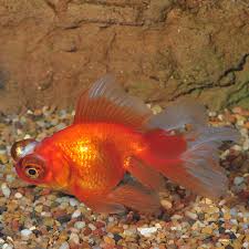 Check spelling or type a new query. Telescope Goldfish Red Tropical Fish For Freshwater Aquariums