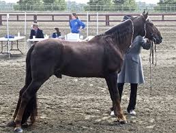 Such horses tend to have incredible traits such as calm, easy to train, and they offer smooth rides. 4 Best Horse Breeds For Beginners