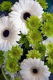 Pin On Flowers