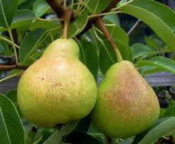Non Bearing Pear Trees What To Do For A Pear Tree Not