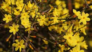 We did not find results for: Winter Jasmine This Week In Our North Georgia Garden Ground Cover Winter Plants Yellow Flowers