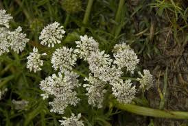 Image result for Oenanthe