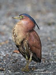 Malayan Night Heron Gorsachius Melanolophus Rengarenk Kuslar Hayvanlar Ve Hayvanlar Alemi