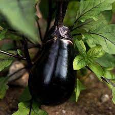 Black Egg Eggplant 70 Days In 2021 Eggplant Seeds Eggplant Vegetable Seed