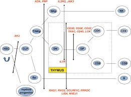 Image result for Humoral Immunodeficiency
