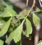 Image result for Searsia marlothii