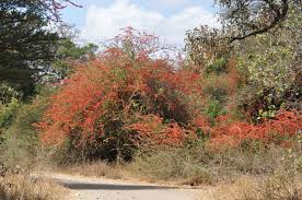 Image result for Combretum microphyllum