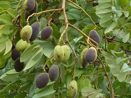 Image result for Dialium englerianum