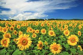 36,176 likes · 613 talking about this · 8,159 were here. 7 Best Sunflower Fields In Japan 2021 Japan Web Magazine