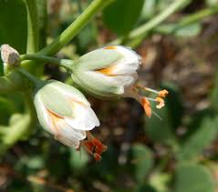 Image result for Balanites pedicellaris