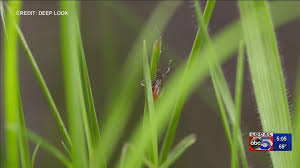 Iowa Seeing A Spike In Lyme Disease Cases Weareiowa Com